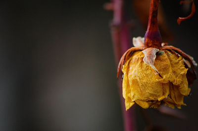 Close-up of wilted flower