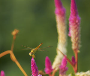 Close-up of insect on pink flower