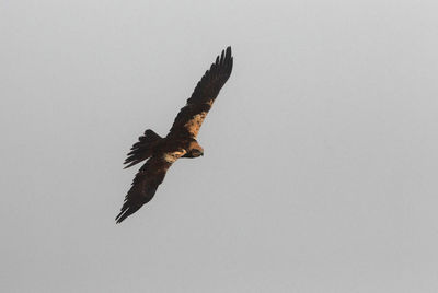 Low angle view of eagle flying in sky