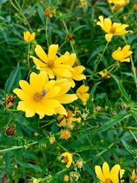 Close-up of yellow flowering plant on field