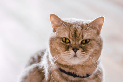 Beautiful coffee brown cat sitting on the floor with naturally blurred background. senior house cat 