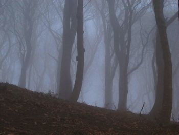 Trees in forest