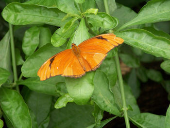 Close-up of leaves