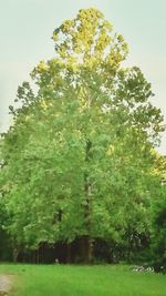 Trees growing on field