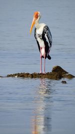 Bird perching on a lake