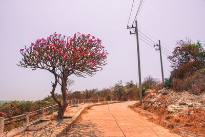 Pink flowering trees on field against sky