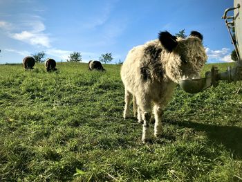 View of sheep on field