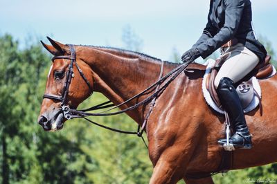 Low section of man riding horse on field