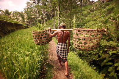 Rear view of senior farmer carrying plants in baskets on shoulder