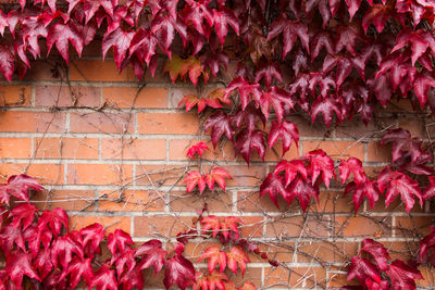 Ivy growing on brick wall during autumn