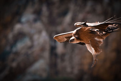 Close-up of a bird