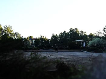 Trees against clear sky