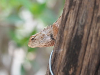 Close-up of a lizard on tree trunk