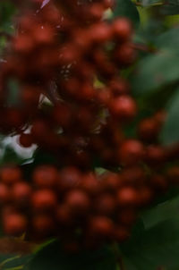 Close-up of red berries on plant