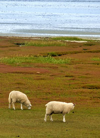 The mudflats in front of the purple heath and the sheep on the green meadow in the foreground