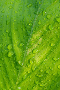 Full frame shot of wet leaves