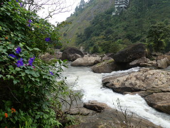 Scenic view of river flowing amidst trees in forest