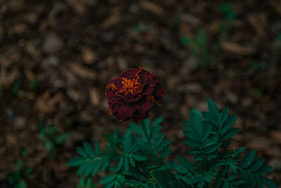 Close-up of plant against blurred background