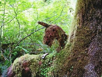 Trees in forest