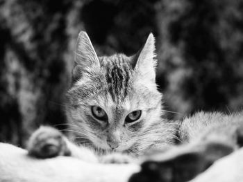 Close-up portrait of cat