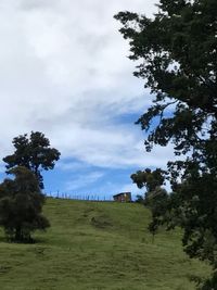 Trees on field against sky