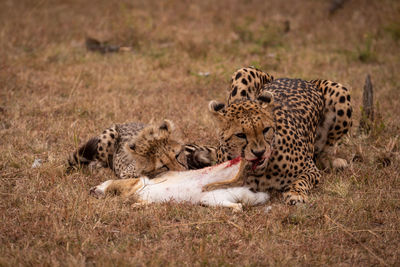 Cheetahs eating animal on field