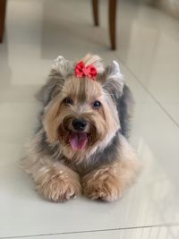 Portrait of dog on floor at home