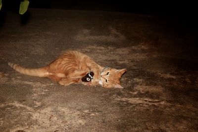 High angle view of cat relaxing on floor