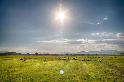 Sheep grazing on field against sky during sunset