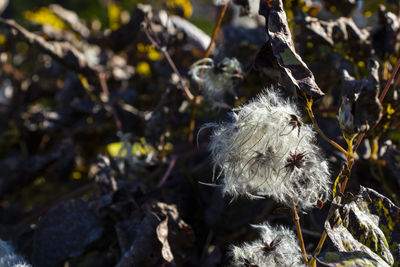 Close-up of wilted plant