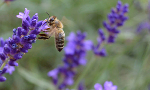 Close-up of bee pollinating on lavender