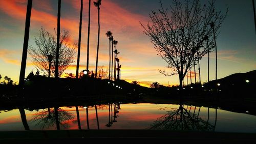 Silhouette of trees at sunset