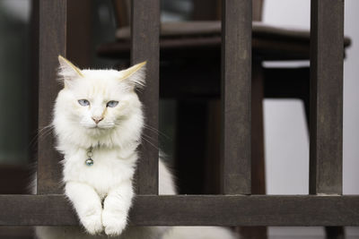 Portrait of cat sitting on railing
