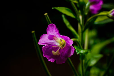 Close-up of pink crocus blooming outdoors