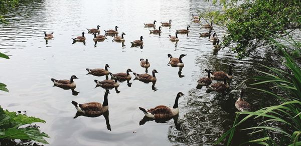 Flock of birds in lake