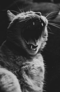 Close-up of cat yawning