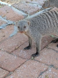 animal