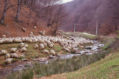 Flock of sheep on land by trees on mountain