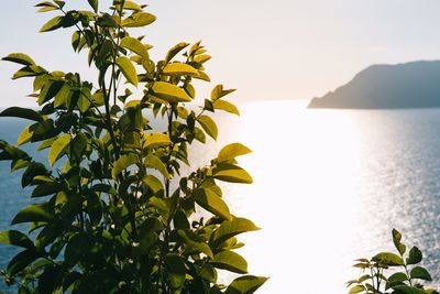 Close-up of plants against calm sea