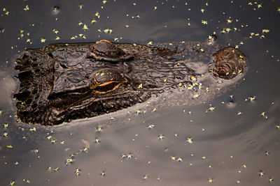 High angle view of turtle in lake