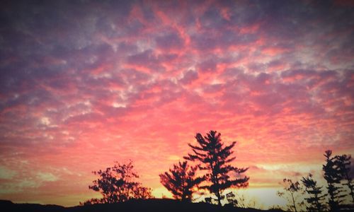 Silhouette trees against dramatic sky during sunset