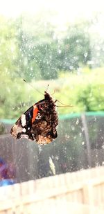 Close-up of butterfly on glass window