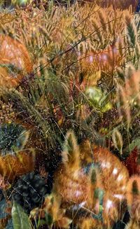 Close-up of cactus plants