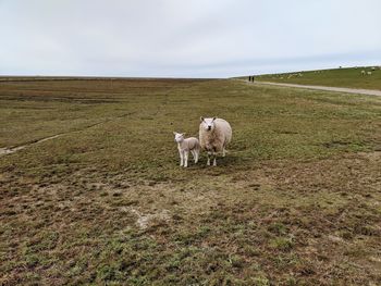 Sheep in a field