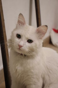 Portrait of white cat at home