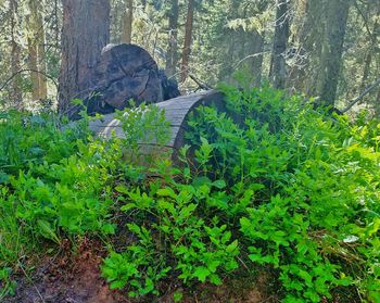 Plants growing in forest