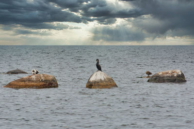 Ducks in sea against sky