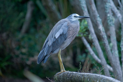 Grey heron perching on a wooden railing.