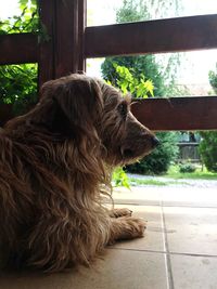 Close-up of dog sitting on floor