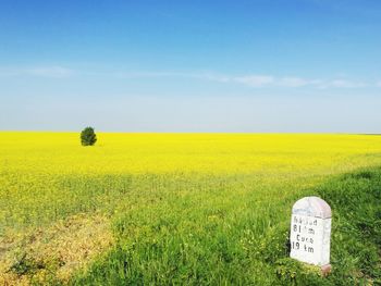 Scenic view of field against sky